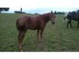 Nicely bred big mare ready to start
