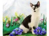 Adopt Lacie a Black and White or Tuxedo Domestic Shorthair  Mixe