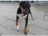 Adopt Shooter a Dachshund Australian Cattle Dog (Blue Heeler)
