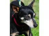 Adopt Phil a Miniature Pinscher