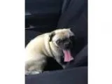 Adopt Frank a TanYellowFawn Pug  Mixed dog in Anaheim CA (152024