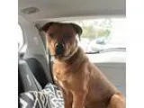 Adopt Buster a Pit Bull Terrier
