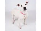 Adopt Polka-Adopted a Pit Bull Terrier