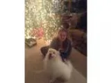 Adopt Charlie a American Eskimo Dog