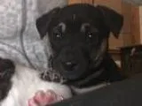 Adopt Oscar a German Shepherd Dog  Labrador Retriever  Mixed dog