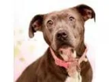 Adopt Allison- 3 legs with front cart a GrayBlueSilverSal t and 