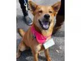 Adopt Nutmeg - Adopted a Cattle Dog