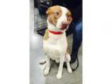 Adopt Cooper a Australian Cattle Dog (Blue Heeler)