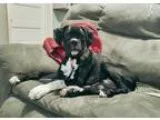Adopt Sully - ADOPTION INTEREST a Boxer