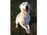 Adopt Luna a Australian Cattle Dog (Blue Heeler)