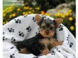 Yorkie puppies now available