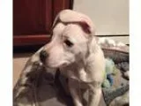 Adopt Simon a White Poodle (Miniature)  American Staffordshire T