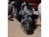 Adopt Mollie a Catahoula Leopard Dog Labrador Retriever