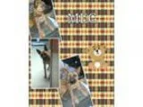 Adopt Meg a TanYellowFawn - with Black German Shepherd Dog  Mixe