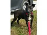 Adopt Skeeter a Black Pit Bull Terrier  Mixed dog in Jacksonvill