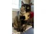 Adopt Frisbee a Tortoiseshell