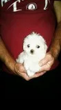 Ad of puppy for sale