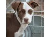 Adopt Kayla a Terrier