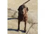 Adopt Jeania a Labrador Retriever