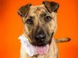 Adopt Phoebe a Catahoula Leopard Dog