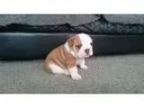 Wonderful english bulldog puppies