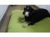 Adopt Large Marge a Welsh Corgi Dachshund