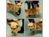 Adopt Buddy a TanYellowFawn German Shepherd Dog  Mixed dog in Co