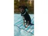 Adopt Tashi a Catahoula Leopard Dog Labrador Retriever
