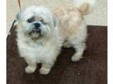 Need Loving home, or Rescue URGENT