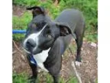 Adopt Sasha a Pit Bull Terrier