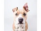 Adopt Angelica-adopted a American Staffordshire Terrier