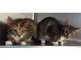 Adopt Pongo and Pooky a Brown Tabby Domestic Shorthair  Mixed (s