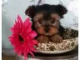 Calm Teacup Yorkie Puppies Now Available To Go
