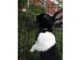 Adopt Chess a Black Dutch  Mixed (short coat) rabbit in Elizabet
