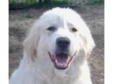 Adopt Polo (S) a Great Pyrenees