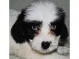 Adopt DaisyLou a Havanese Shih Tzu