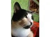 Adopt Jack a Domestic Short Hair-black and white