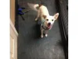 Adopt Mitsy a White - with Brown or Chocolate Jack Russell Terri