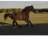 Athletic Black Arab Hanoverian Dressage Gelding