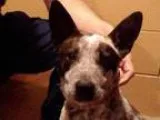 Adopt Blue a Australian Cattle Dog (Blue Heeler)