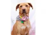 Adopt Zara a TanYellowFawn Labrador Retriever  Labrador Retrieve