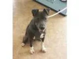 Adopt SAVANNAH a BrownChocolate - with White Pit Bull Terrier  H
