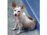 Adopt Sweetie a Rat Terrier Toy Fox Terrier