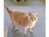 Adopt Leonidas a Orange or Red Domestic Mediumhair (medium coat)