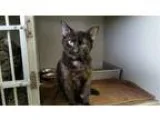 Adopt Kitten a Black (Mostly) Domestic Shorthair (short coat) ca