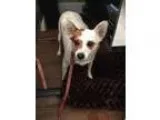 Adopt Jane a Terrier (Unknown Type Small)  Mixed dog in Santa Pa