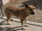 Adopt Cara a Boxer Shepherd