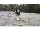 Adopt Leroy a Black - with White Alaskan Malamute  Labrador Retr