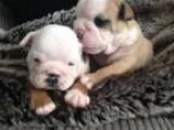 puppies also come with a bulldogs