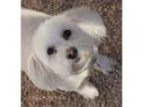 Adopt Bailey a White Poodle (Miniature)  Mixed dog in Phoenix AZ